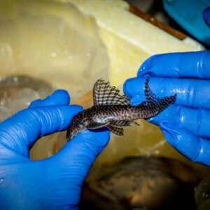 Hypancistrus sp. L66 md/ml