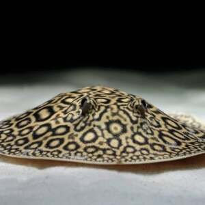 Raia Potamotrygon motoro tamanho 20/25 cm