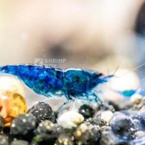 SB Neocaridina davidi 'Blue Dream'