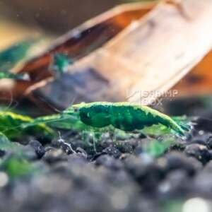 SB Neocaridina davidi 'Green'