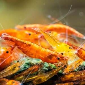 SB Neocaridina davidi 'Orange'