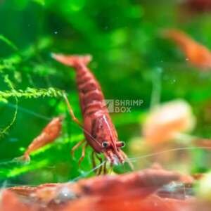 SB Neocaridina davidi 'Red Fire'