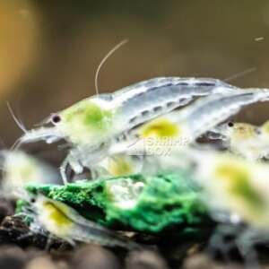 SB Neocaridina davidi 'White Pearl'