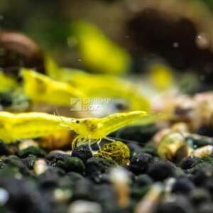 SB Neocaridina davidi 'Yellow'