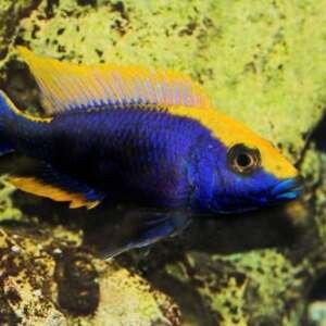 OTOPHARYNX LITOBHATES