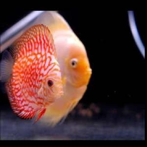 DISCUS PIGEON BLOOD 7-8CM