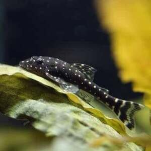 Parotocinclus haroldoi Sm