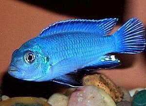 Pseudotropheus socolofi Powder Blue Cichlid