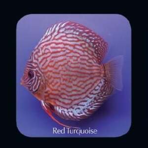 Discus Red Turquoise 8cm