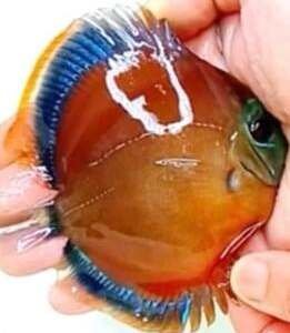 Discus Red Cover- 8 cm