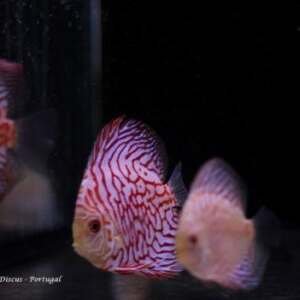 Discus Pigeon Red 8-9 cm