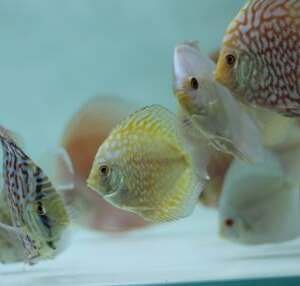 DISCUS YELLOW PIGEON 8-9 CM