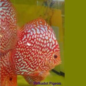 DISCUS PIGEON polka dots 7-8 cm