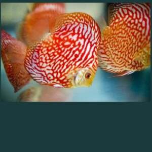 Discus Red Tiger 7cm