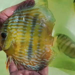 Discus Wild trombetas Lg/Xlg