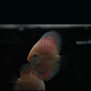 Discus Turquesa WhiteTiger 8cm