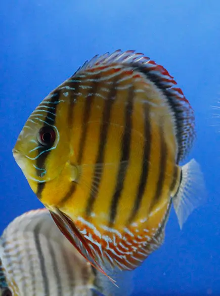 A Casa Dos Discus - Listas de vivos