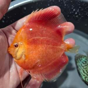 Discus Albino 9-10cm