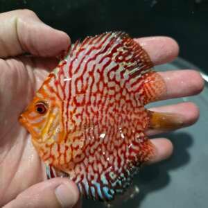 DISCUS PIGEON BLOOD 9-10cm