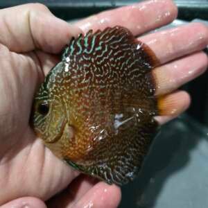 DISCUS RED SPOTTED SNAKE 9-10 cm