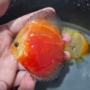 DISCUS WHITE & RED 9-10cm