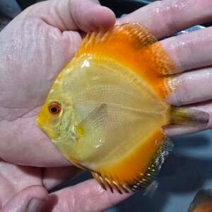 DISCUS YELLOW MARLBORO 9-10 CM