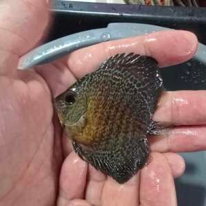 DISCUS RED SPOTTED SNAKESKIN 7-8cm