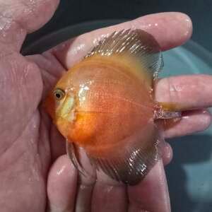 DISCUS SUN FLOWER 7-8 cm