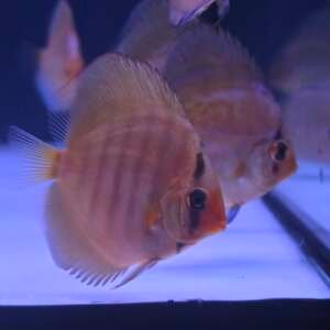 Discus Curilenquer 5-6cm