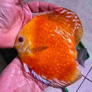 Discus Pigeon Blood 15-18cm