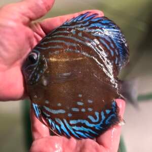 Discus Curilenquer 15-18cm