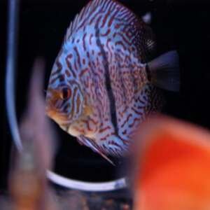 DISCUS VIETNAM Heckel 9-10cm