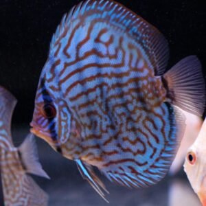 DISCUS AZUL BRILHANTE 9-10 CM