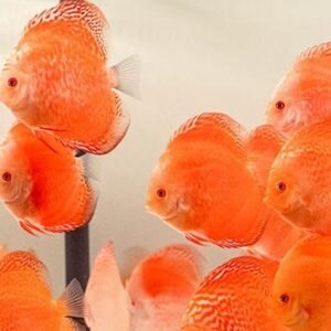 Discus Pigeon Blood 9-10cm