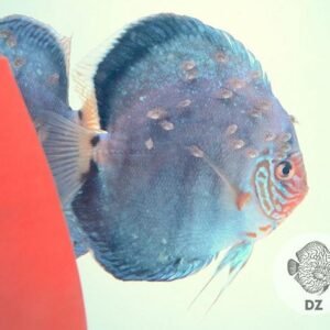 Discus Solid Turquoise 13-15cm