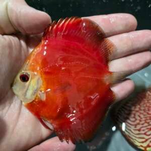 DISCUS RED WINE 9-10cm