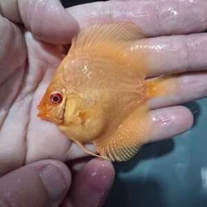 Discus Albino 7-8 cm