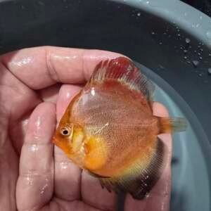 DISCUS YELLOW GHOST 7-8 CM
