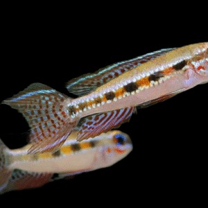 Dicrossus filamentosus - xadrezinho 2-3cm