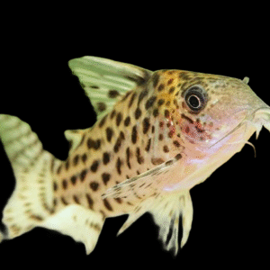 CORYDORAS PUNCTATUS Wild 3-4cm