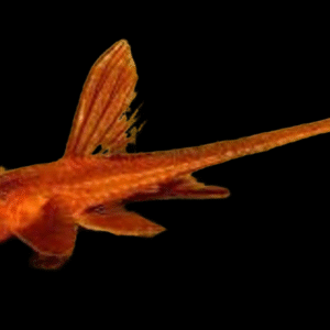 LORICARIA SP. RED XL