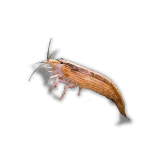 AOTIAX/ATYOPSIS MOLUCENSIS (KREVETTEN) 5-6