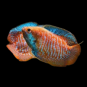 COLISA LALIA RAINBOW XL