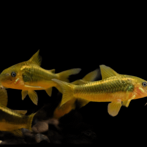 CORYDORAS AENEUS GOLD/ORANGE LASER CW010 2,5-3