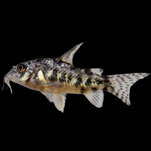 CORYDORAS PALEATUS 2,5-3