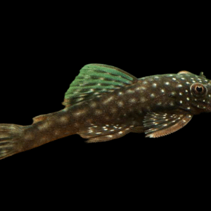 ANCISTRUS SPEC. 3,5-4