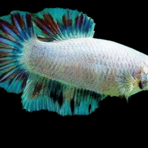 BETTA SPLENDENS HALF MOON COLOR MIX TOP A FEMALE 3