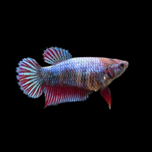 BETTA SPLENDENS FEM. 3