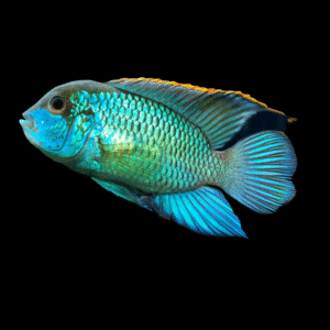 ANDINOACARA PULCHER ELECTRIC NEON 2,5-3