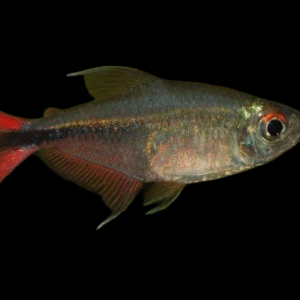 HEMIGRAMMUS FILAMENTOSUS 2,5-3